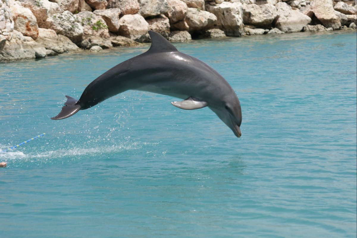 ФОТО: Сусук Дельфин 4