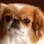 ФОТО: Собака с приплюснутым носом 16 планшеты