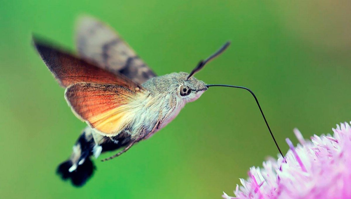 ФОТО: Бражник бабочка 9
