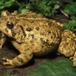 Найбільша жаба - шикарні фото 20