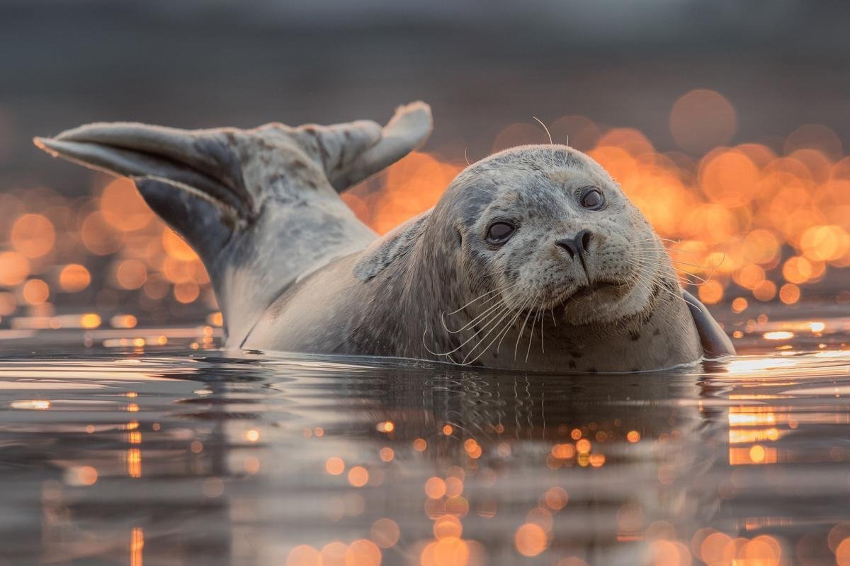 ФОТО: Морской котик и тюлень 2