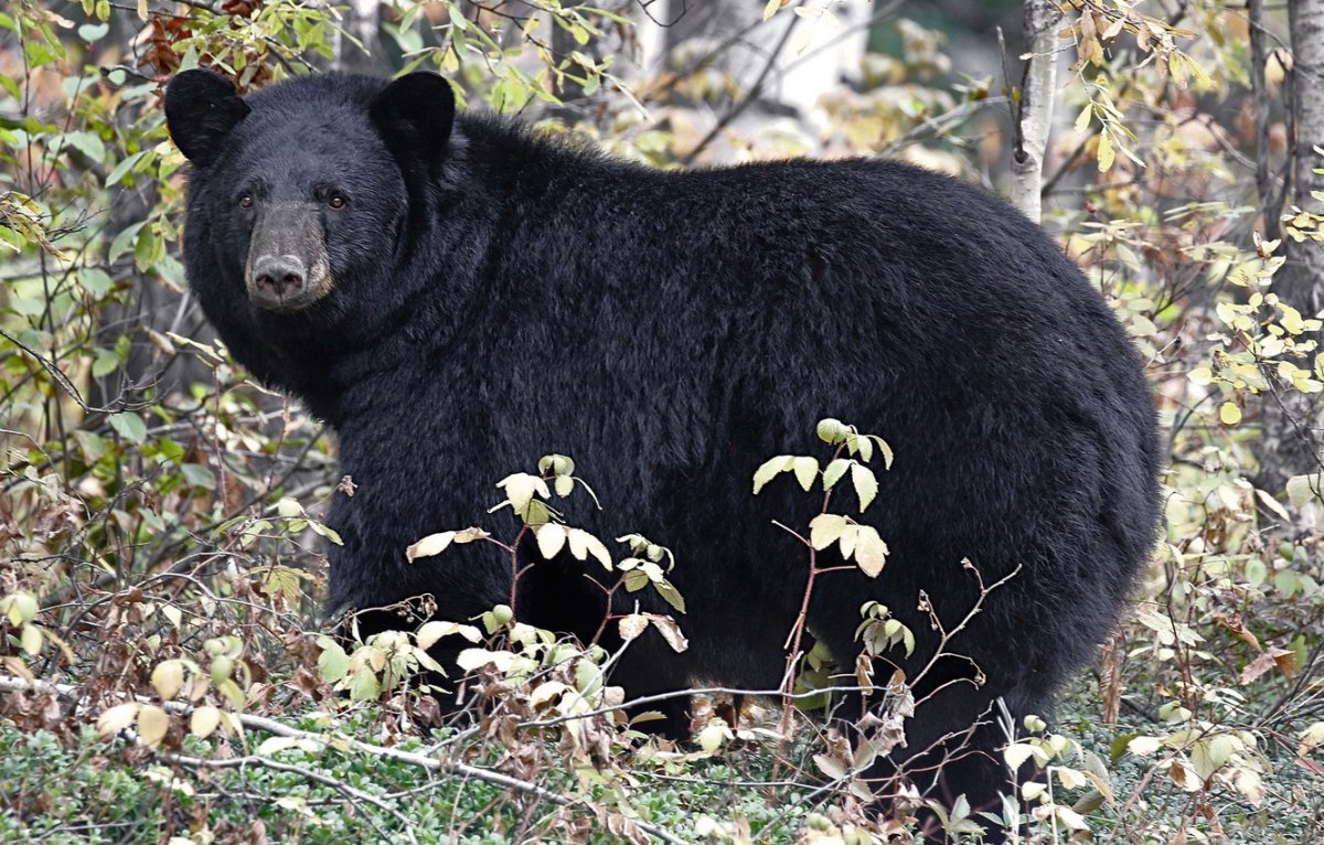 ФОТО: Барибал медведь 9