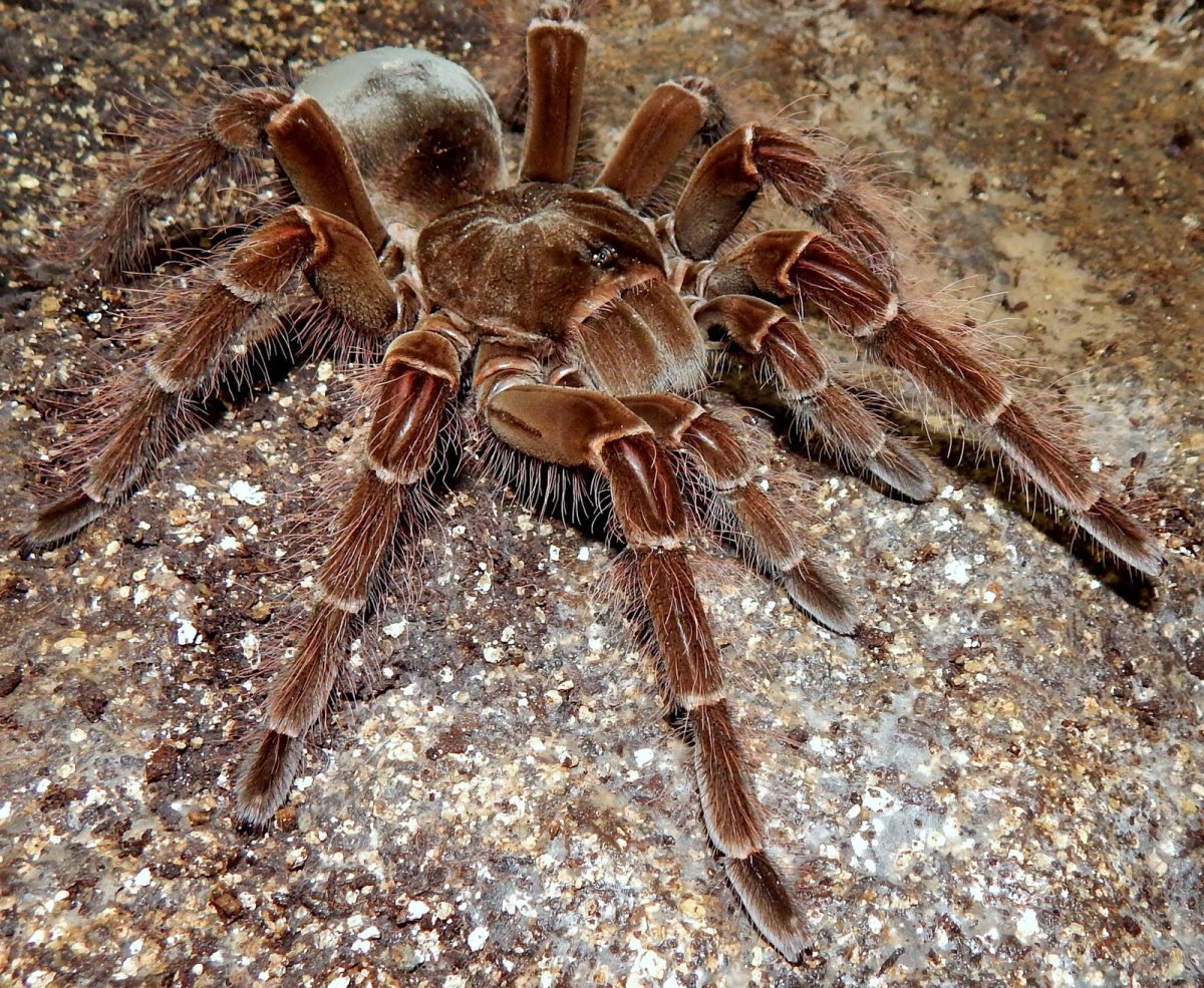 ФОТО: Самый большой паук в мире 9