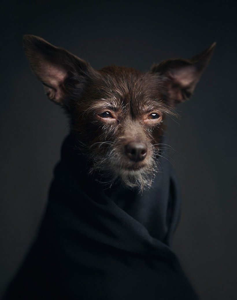 ФОТО: Собака с человеческим лицом 9