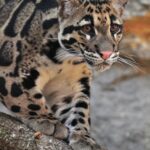 Азиатский леопардовый кот - подборка 15 брюнетки