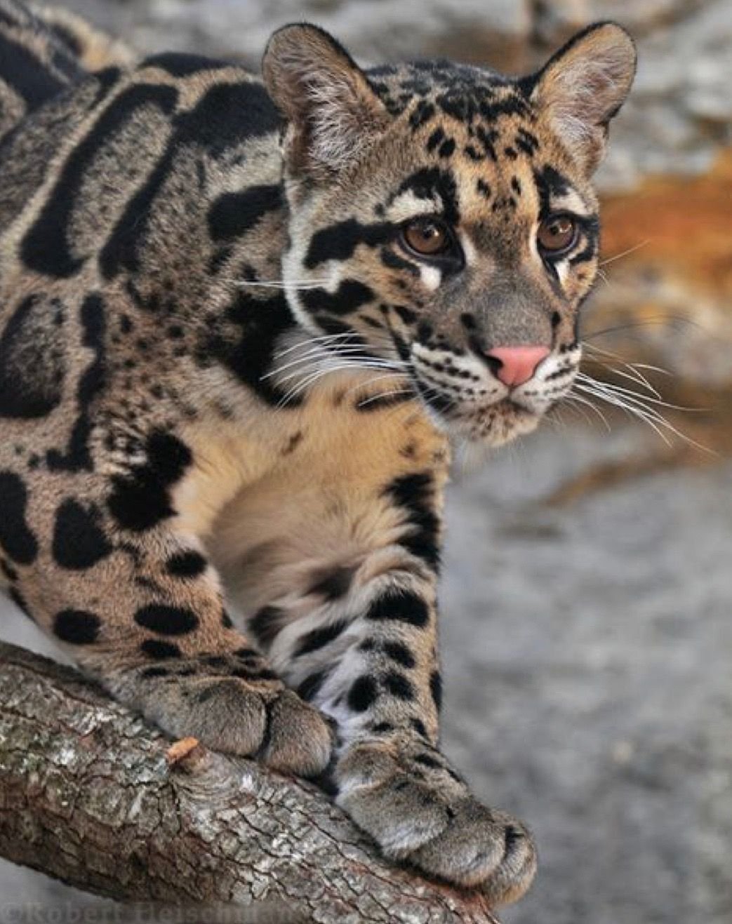 ФОТО: Азиатский леопардовый кот 1