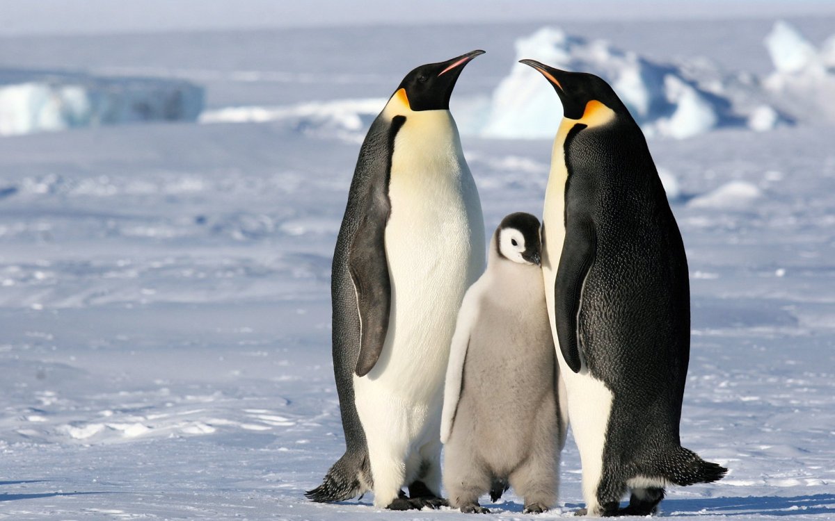 ФОТО: Три пингвина 5