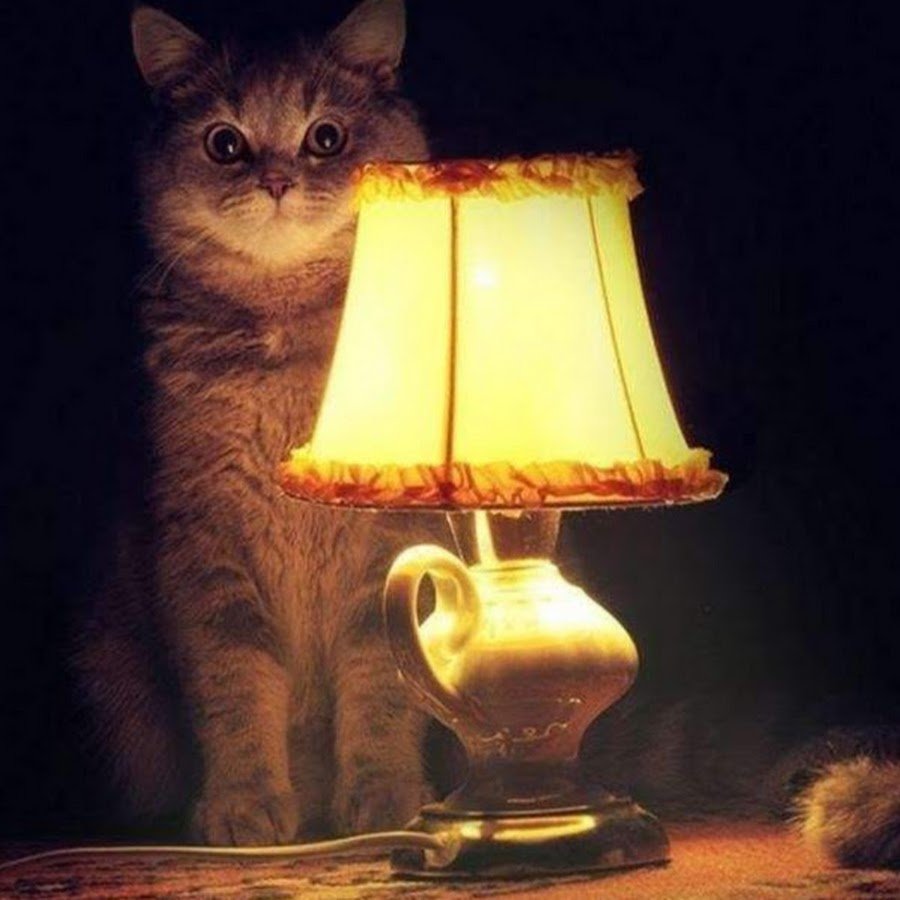 ФОТО: Кот с лампой 6