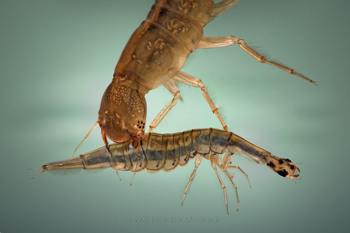 ФОТО: Личинка жука плавунца 8