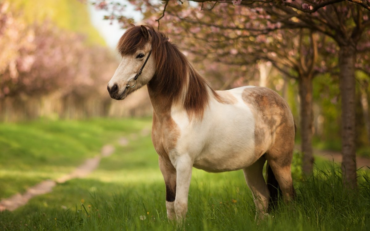 ФОТО: Уэльский пони 10