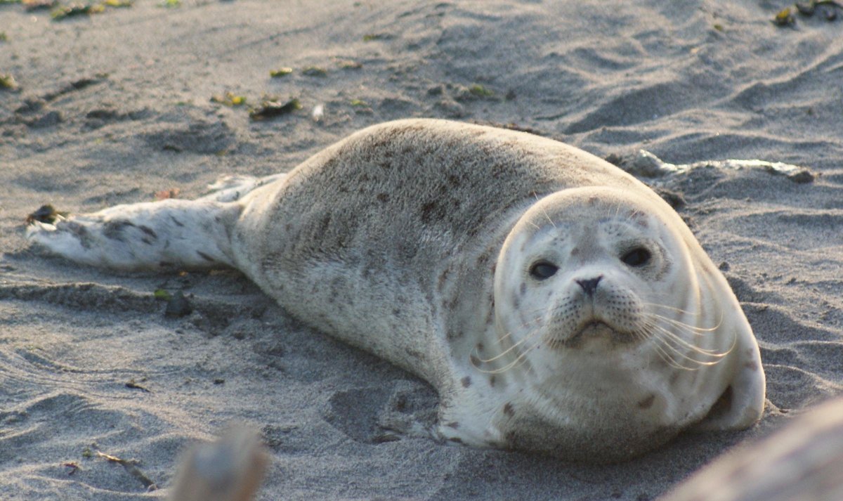 ФОТО: Серый тюлень 7