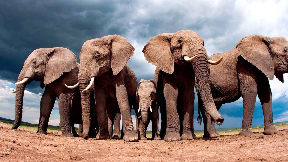 ФОТО: Слоны и мамонты 2