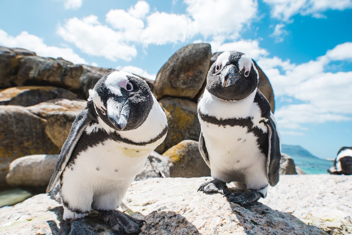 ФОТО: Пингвины в Африке 6