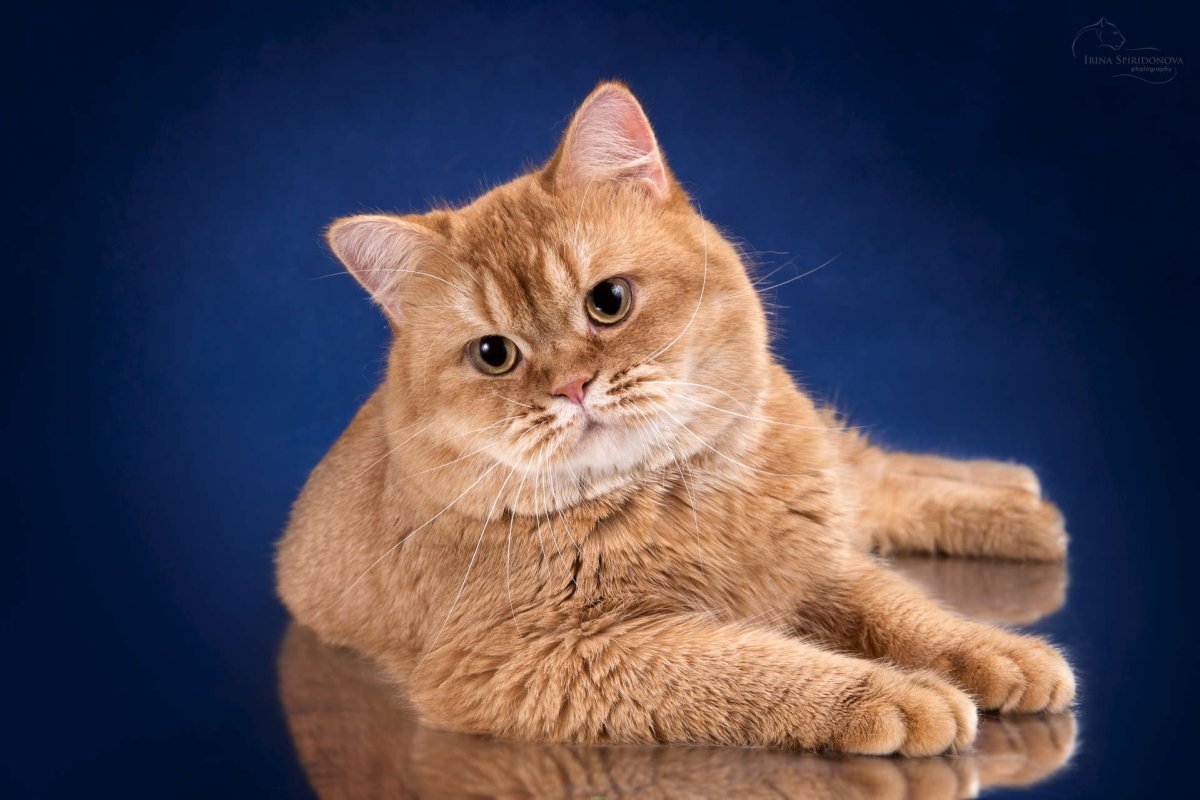 ФОТО: Рыжий британский кот 2