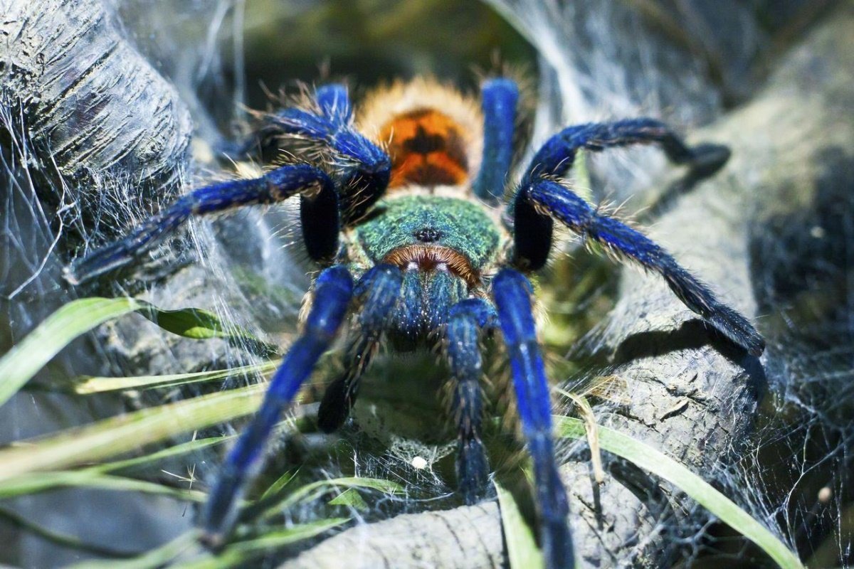 ФОТО: Самые опасные пауки 6