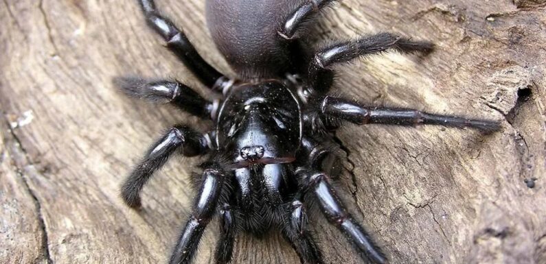 ФОТО: Сиднейский воронковый паук