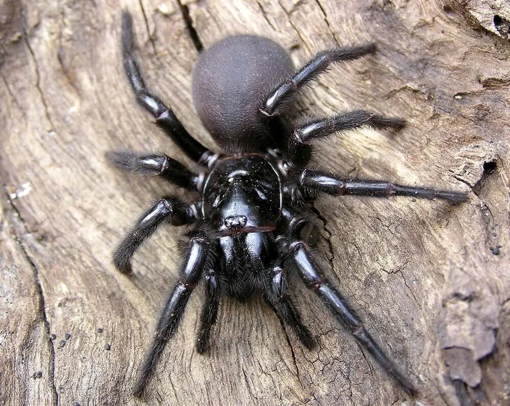 ФОТО: Сиднейский воронковый паук 1