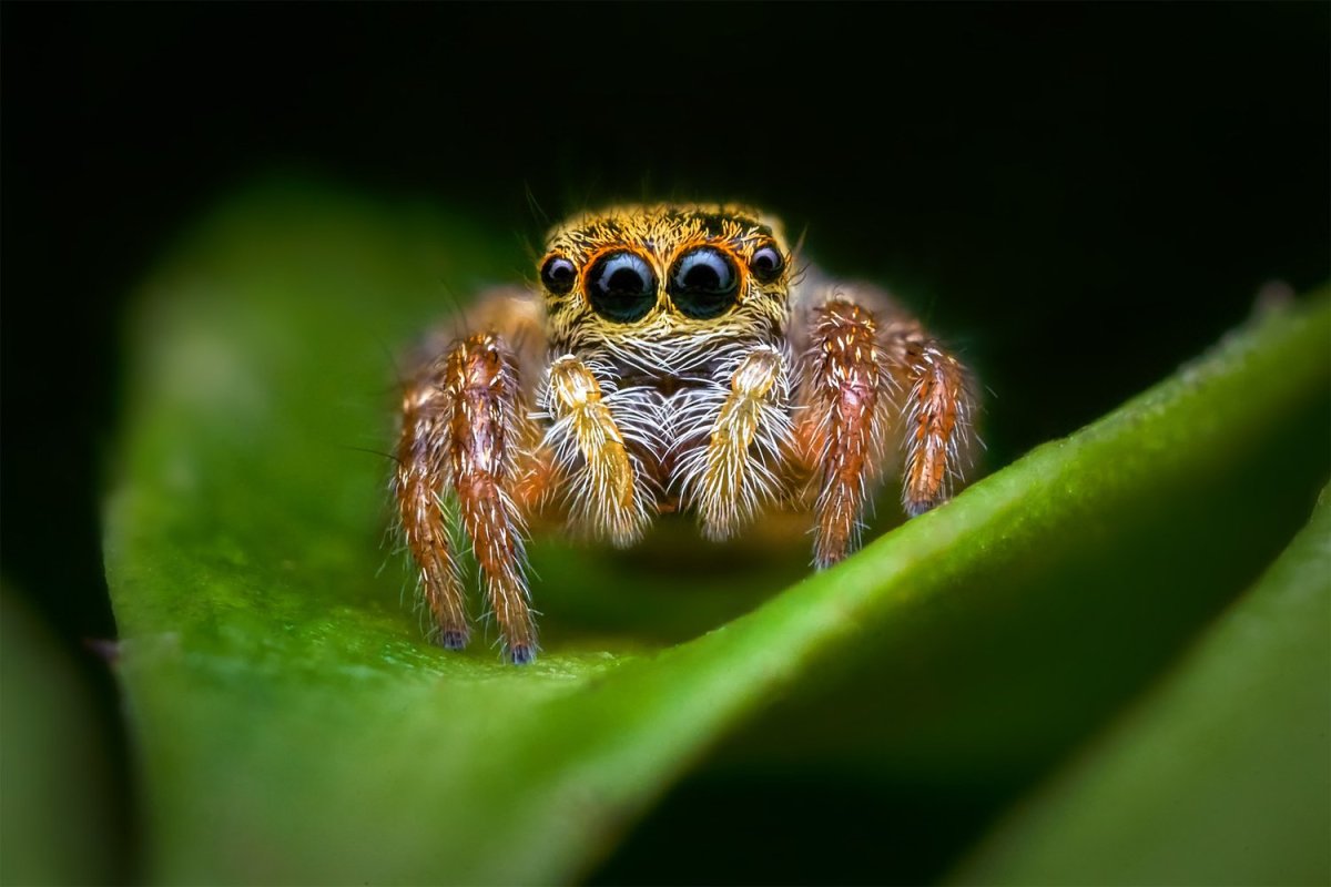 Маленький паук - макро фото 4