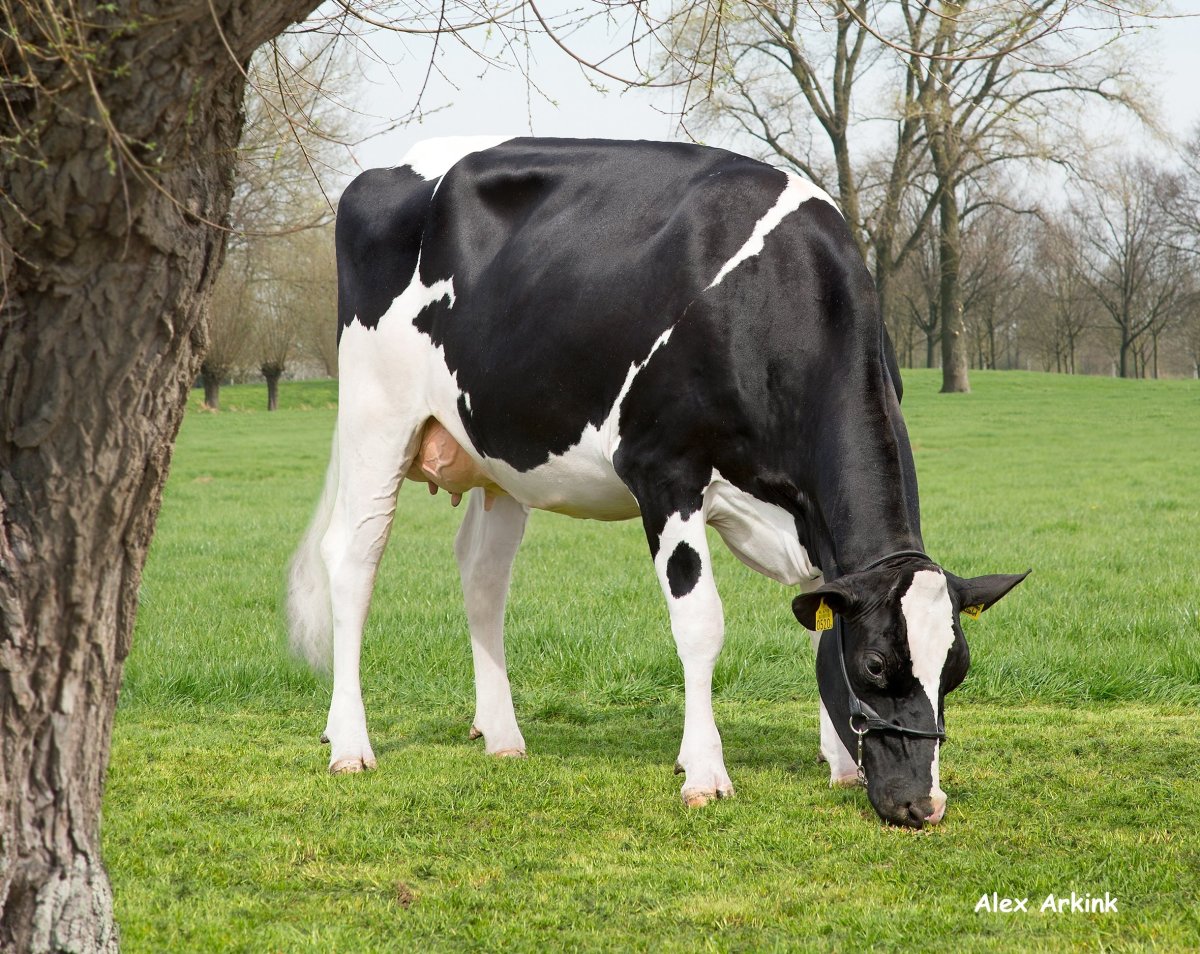 ФОТО: Голштинская корова 6