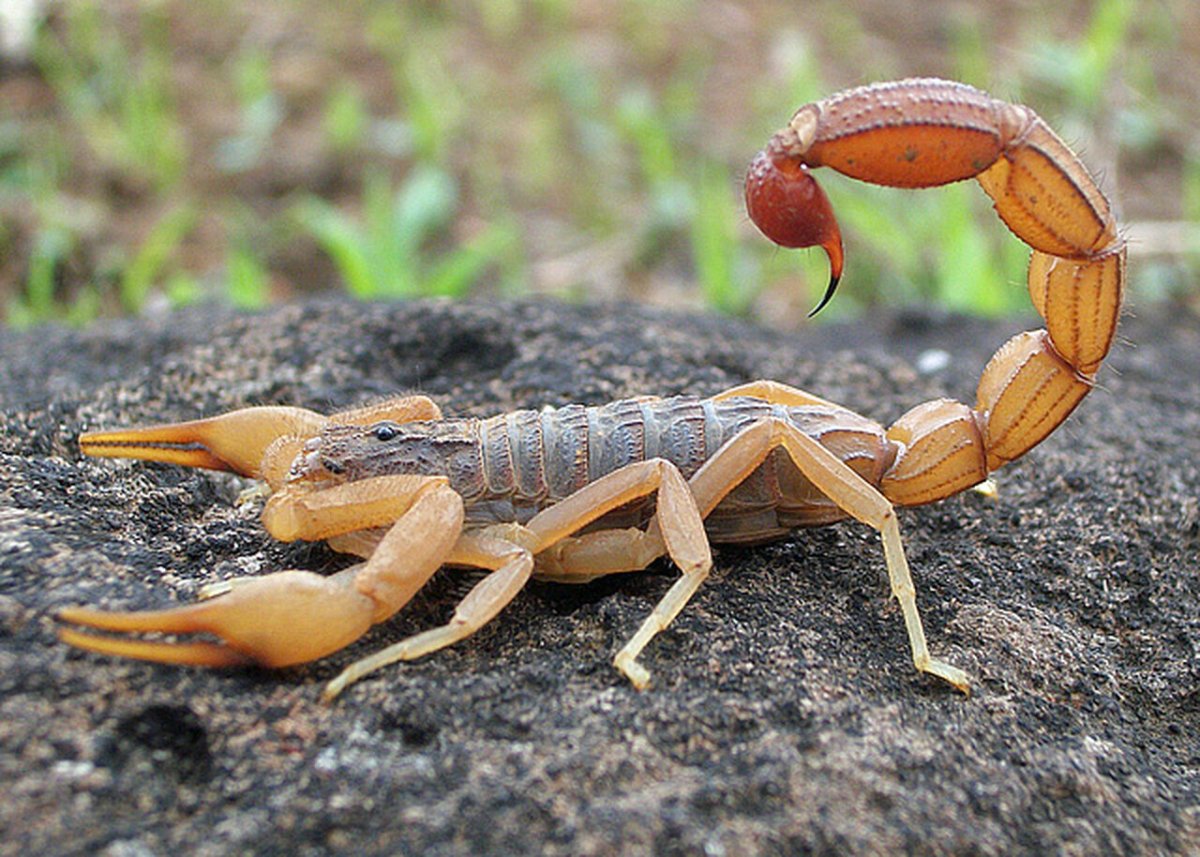 ФОТО: Самые опасные насекомые 6