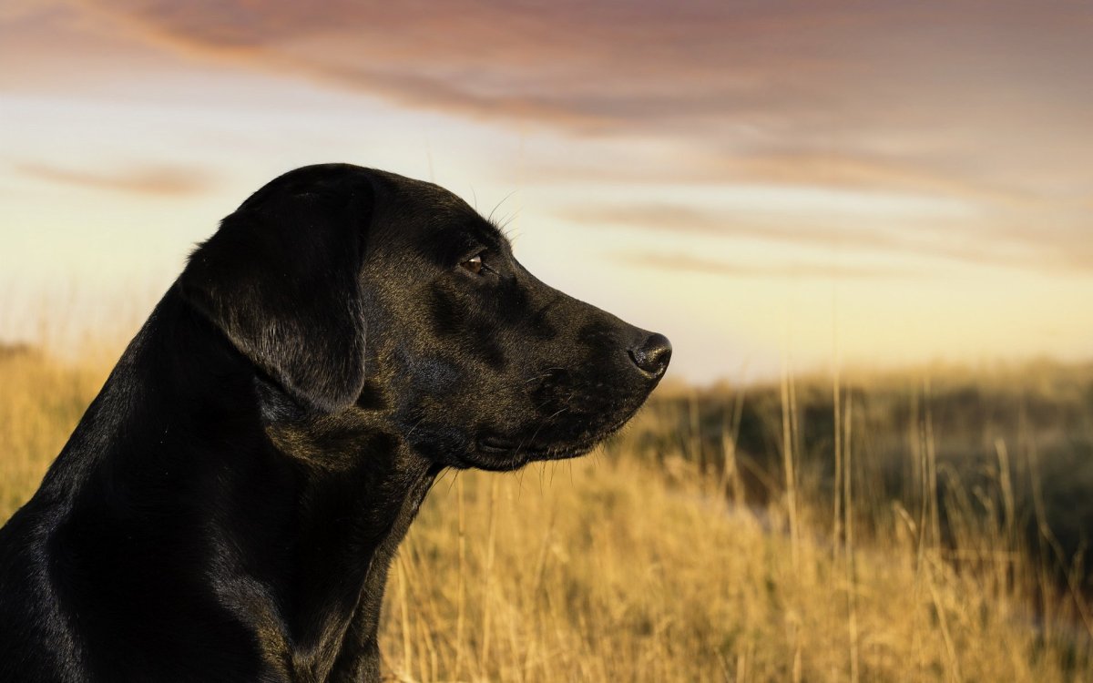 ФОТО: Большая черная собака 9