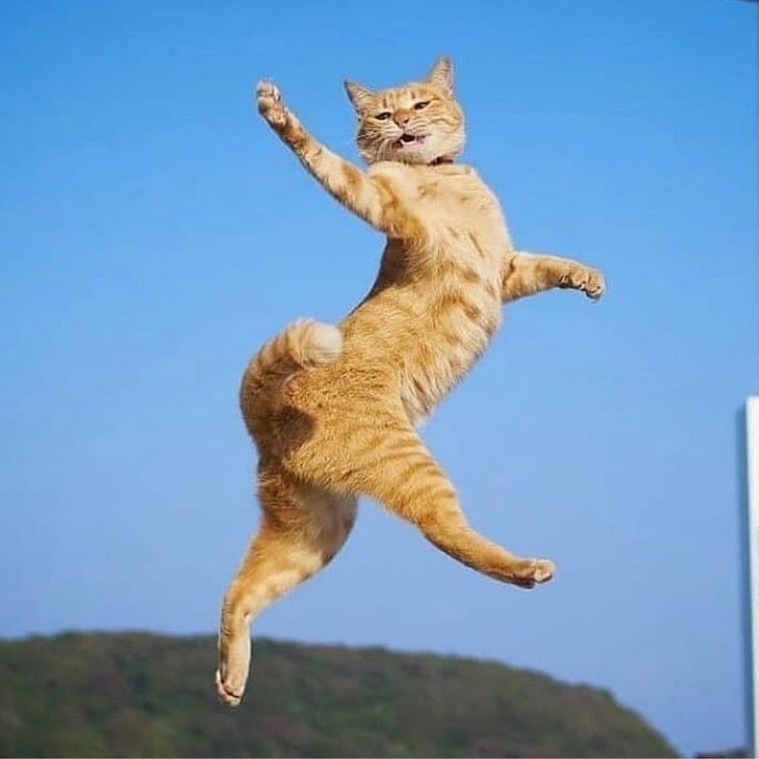 ФОТО: Танцующий кот 3