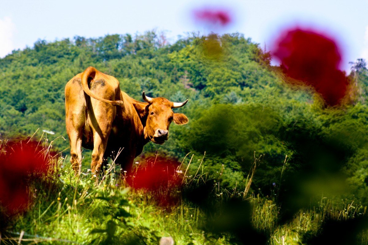 ФОТО: Клубничная корова 7