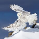 Снежная Сова - фото редкой птицы 23 кормушки