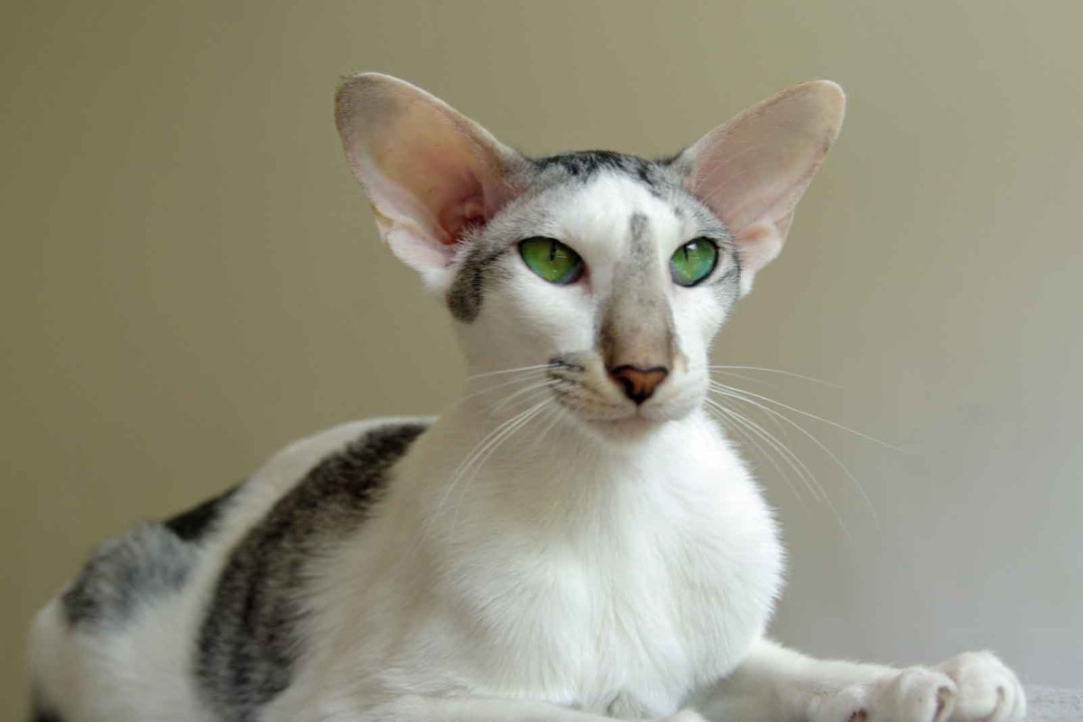 ФОТО: Кот ориентальной породы 5