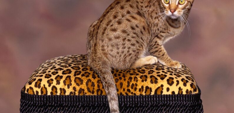 ФОТО: Самая большая порода кошек