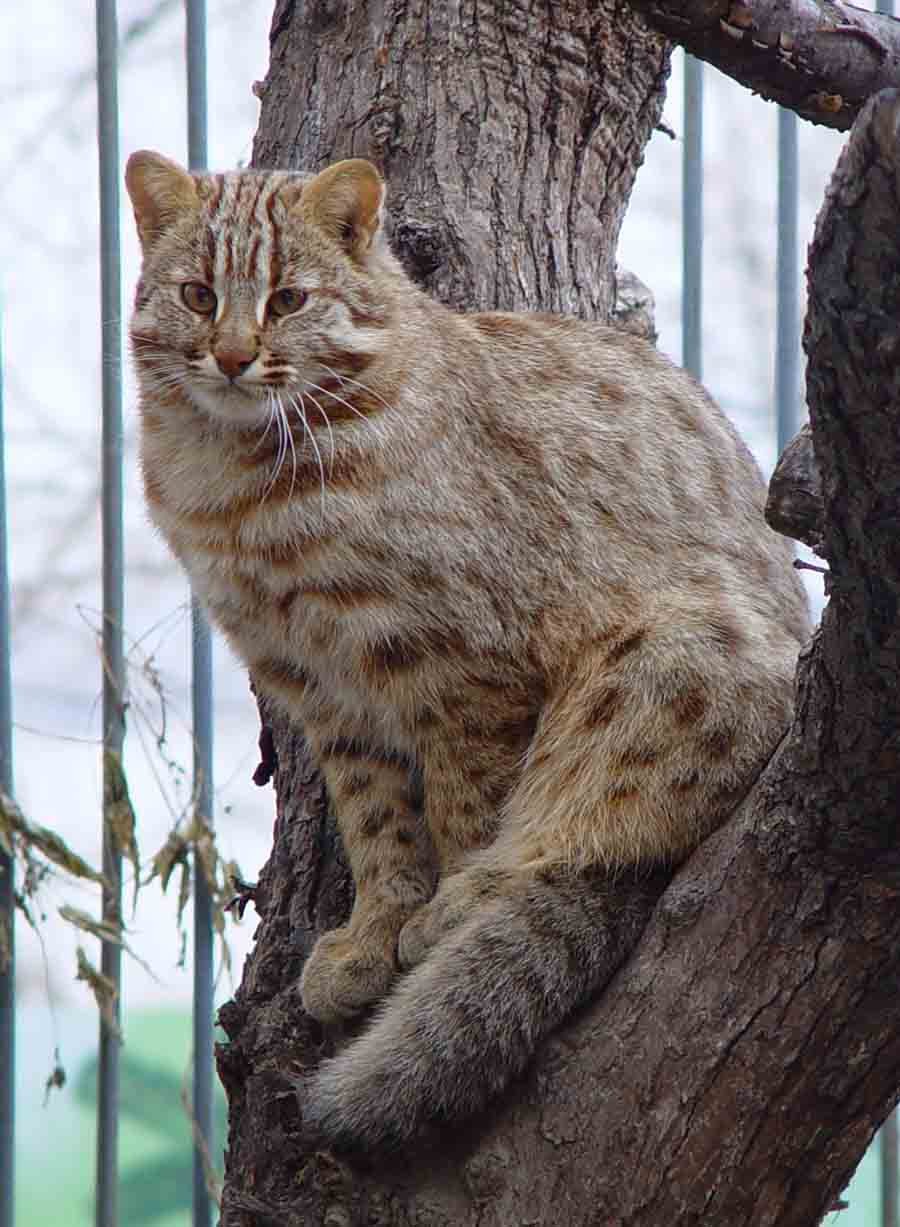 ФОТО: Амурский лесной кот 4