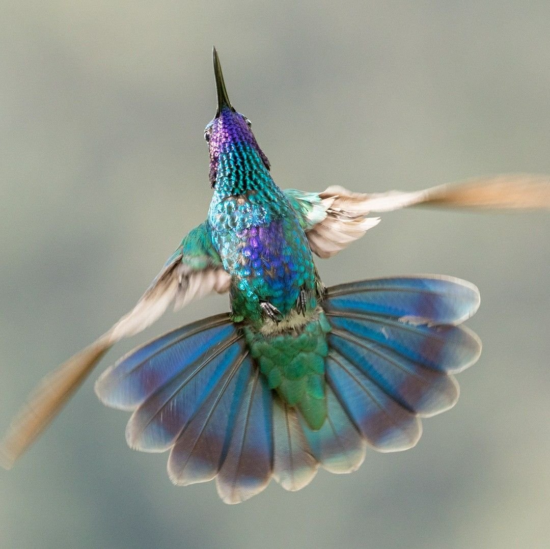 ФОТО: Бабочка Колибри 2