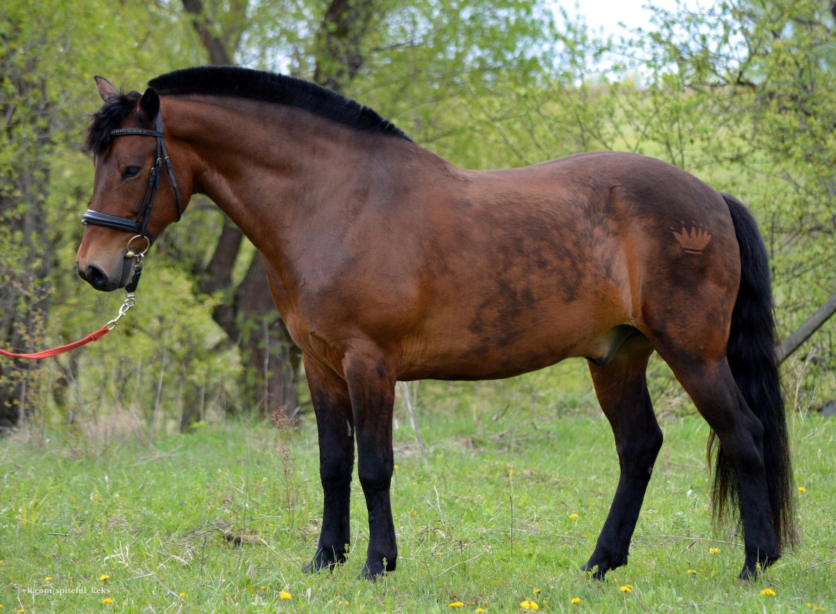 ФОТО: Башкирская порода лошадей 2