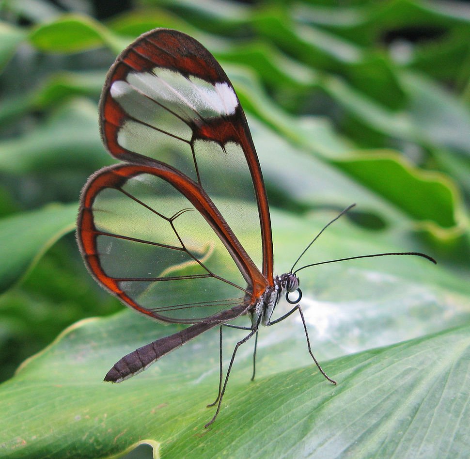 ФОТО: Бабочка стеклянница 2