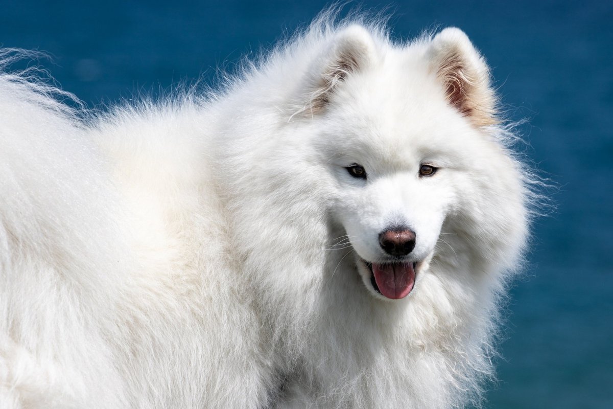ФОТО: Большая белая пушистая собака 4