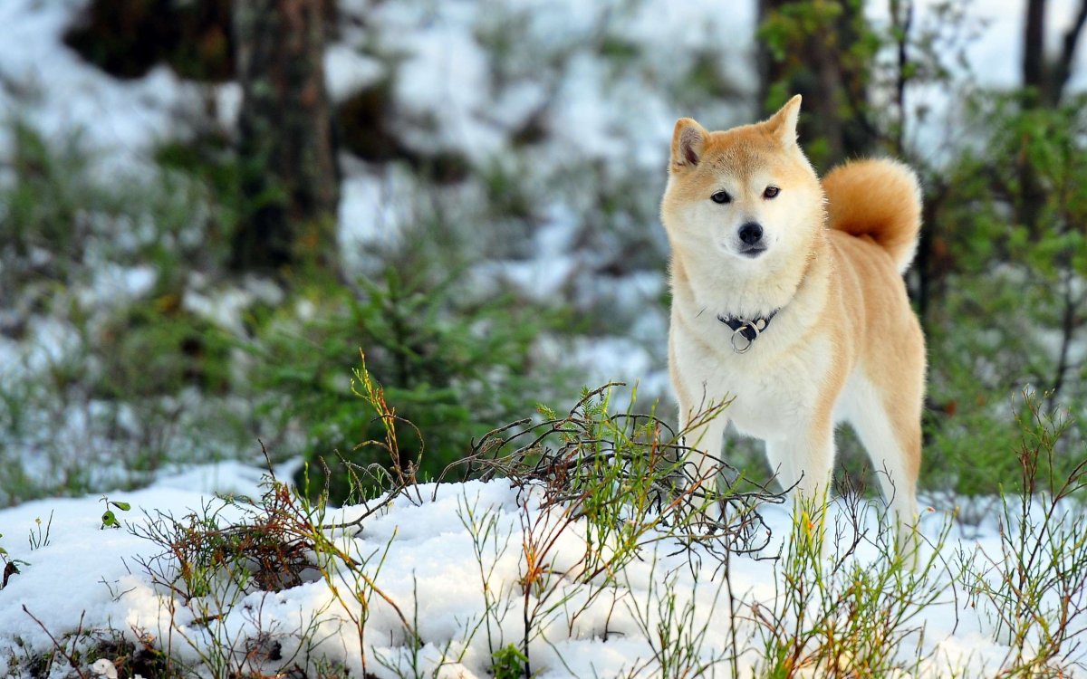 ФОТО: Японская порода собак Акита ину 5