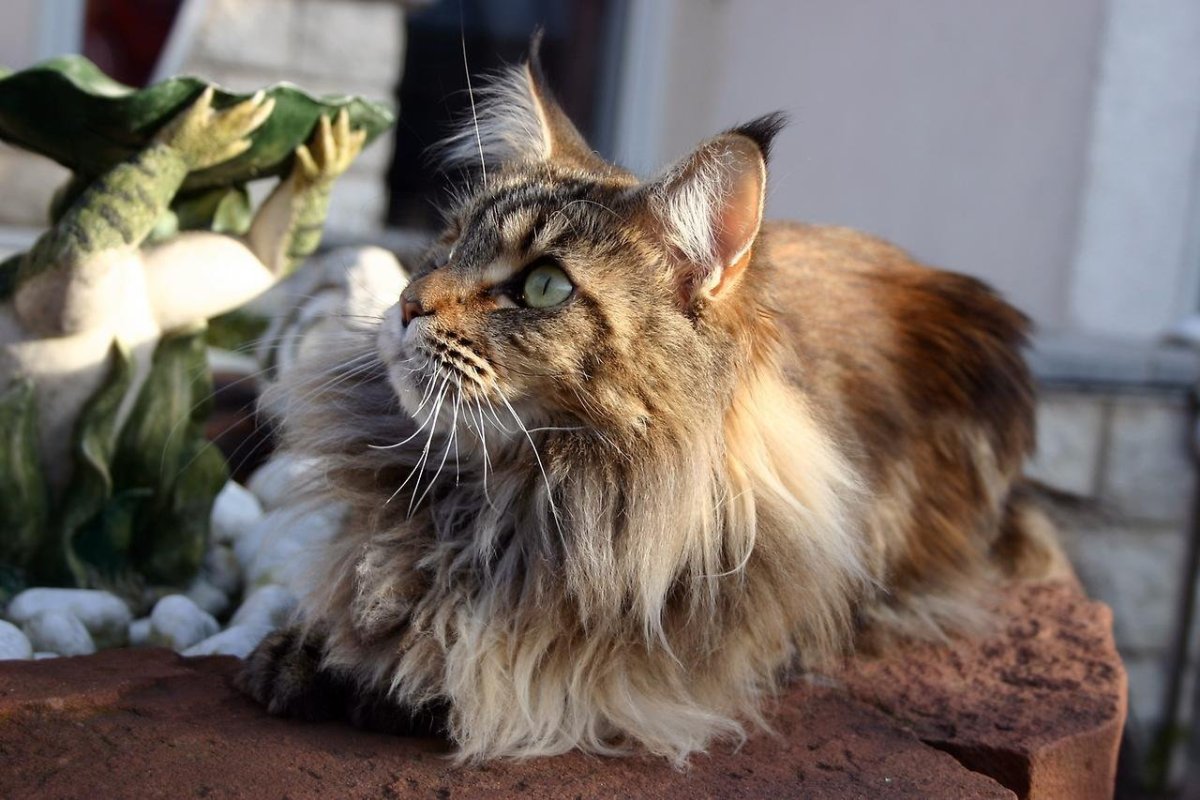 ФОТО: Самая красивая кошка в мире 4