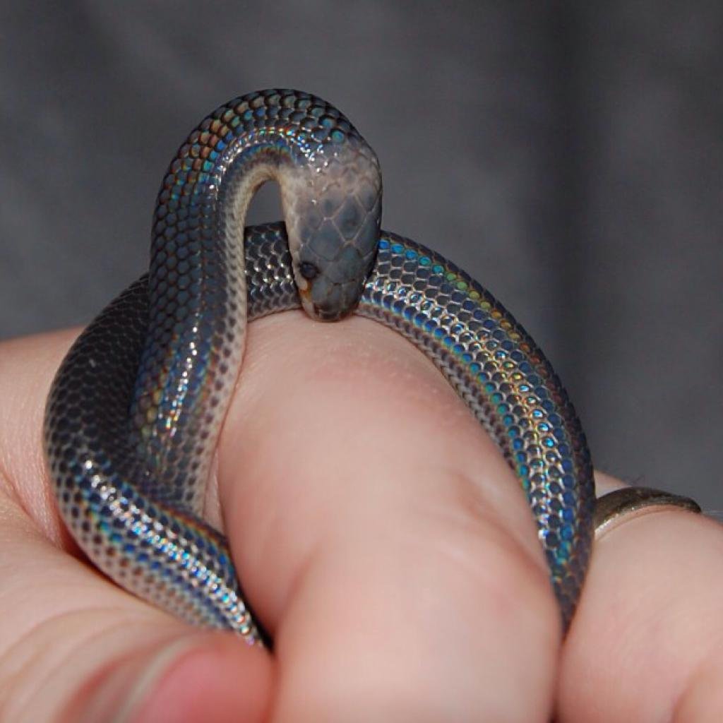 ФОТО: Змея на руке 10