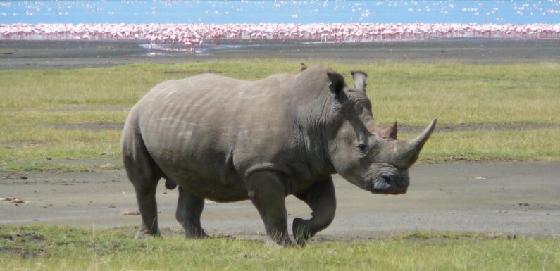 ФОТО: Яванский носорог