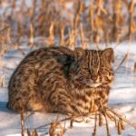 ФОТО: Дальневосточный кот 16 возраст