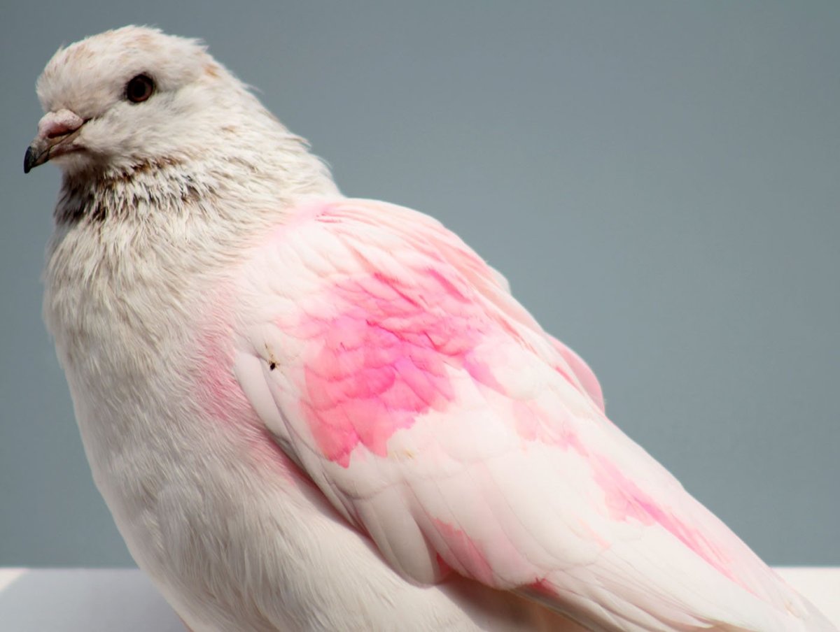 ФОТО: Розовый голубь 7