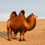 Верблюд - пустынные фото 27