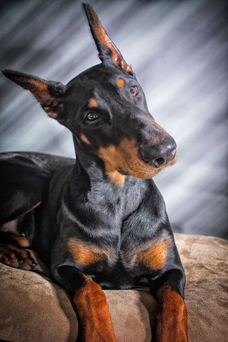 ФОТО: Собака Доберман 6