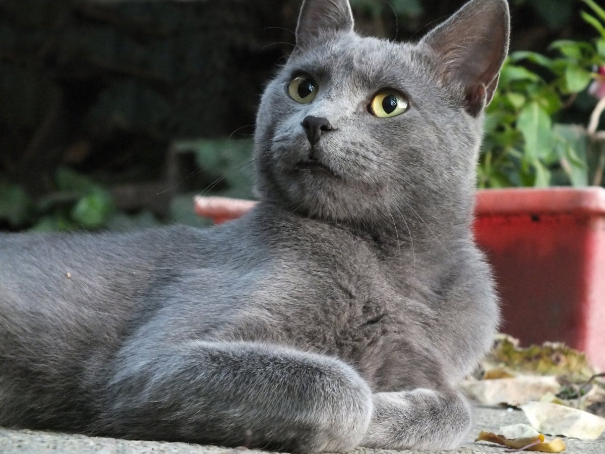 ФОТО: Сибирская голубая кошка 5
