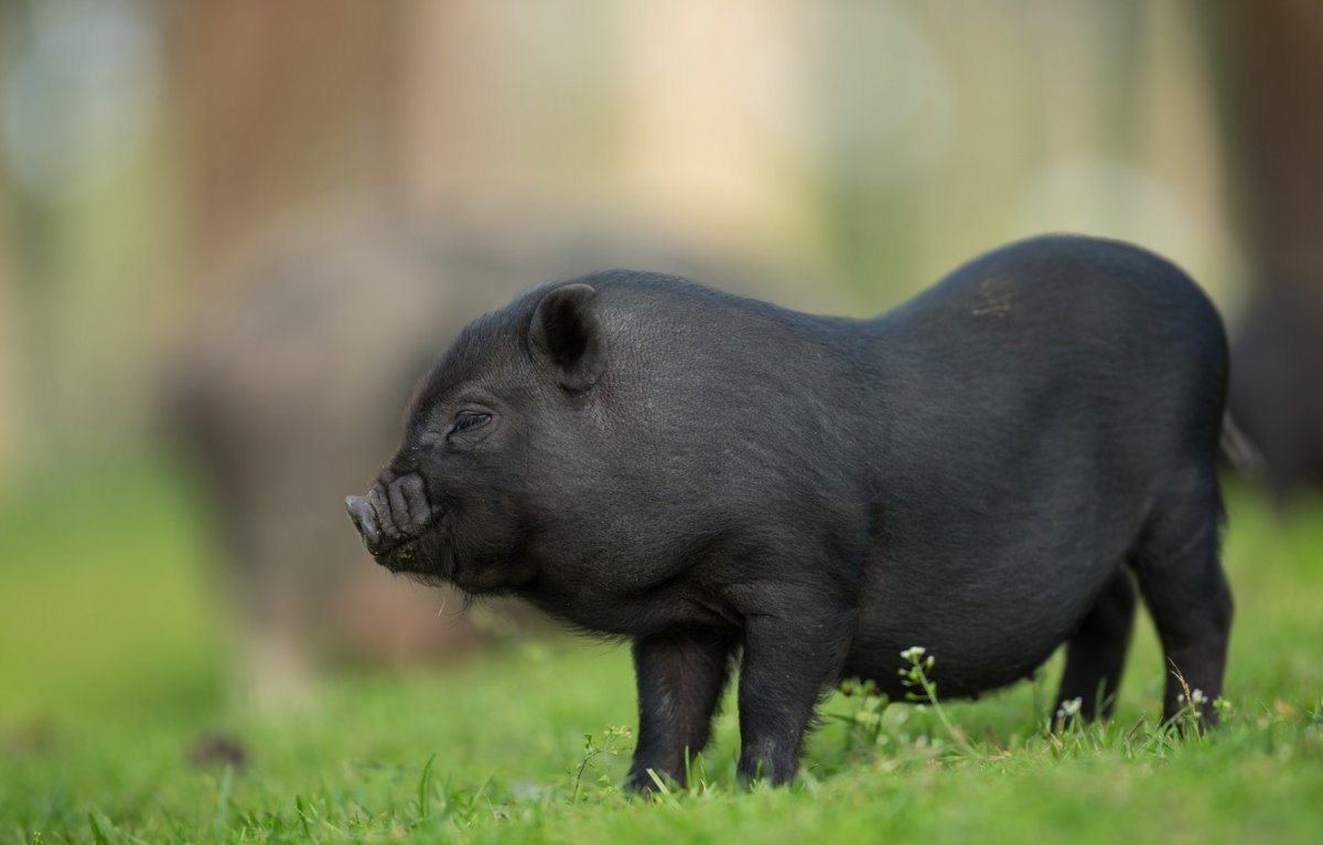 ФОТО: Черная свинья 6