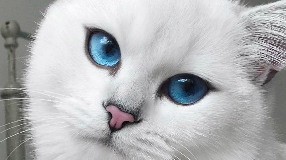 ФОТО: Самые красивые кошки 10
