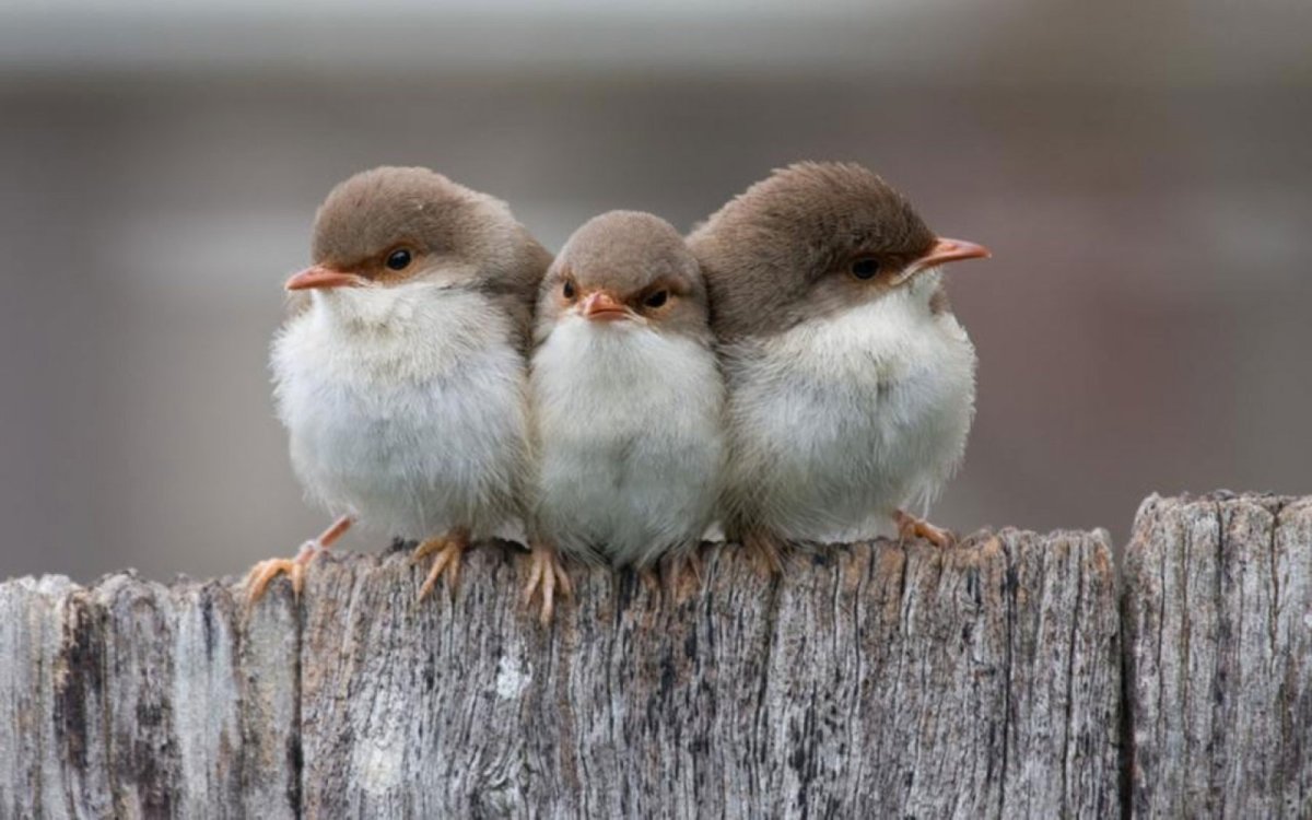 ФОТО: Птенцы маленьких птиц 8
