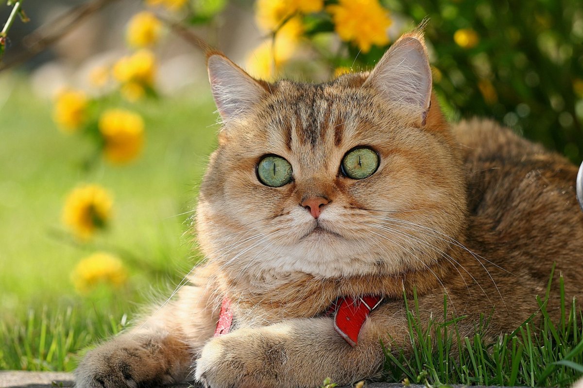 ФОТО: Британская кошка 6