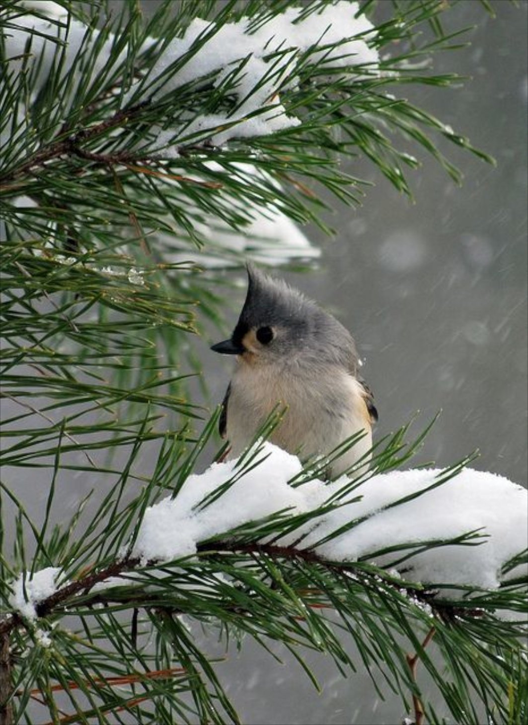 ФОТО: Зимующие птицы 8