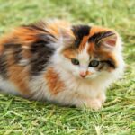 Трехцветные кошки - фото подборка 24 Барби Феррейра